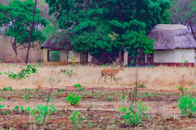 Luxury Zimbabwe Safaris Why Go & When to Go