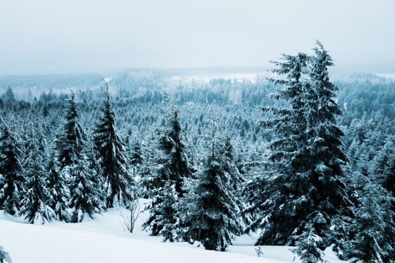 Pure Himalayan Shilajit Resin Benefits, Uses and Wellness Guide